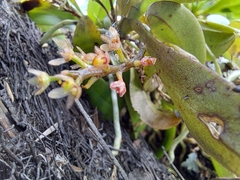 Drymoanthus adversus