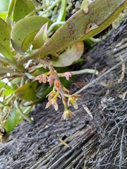 Drymoanthus adversus