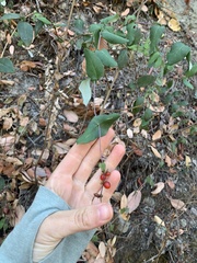 Lonicera