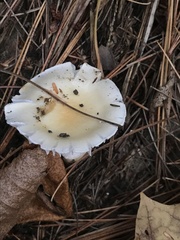 Hygrophorus
