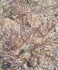 Cleistogenes squarrosa