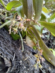 Drymoanthus adversus