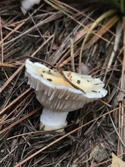 Hygrophorus