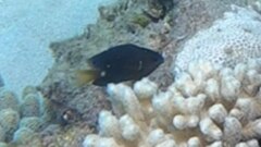 Pomacentrus bankanensis