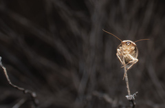 Arenivaga erratica