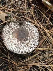 Agaricus bisporus