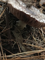 Agaricus bisporus