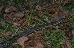 Pantherophis alleghaniensis