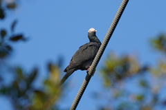 Patagioenas leucocephala