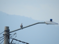 Streptopelia decaocto