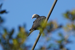 Patagioenas leucocephala