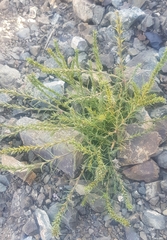 Salsola collina