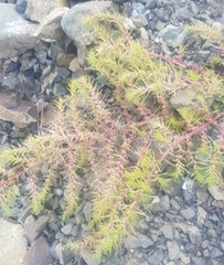 Salsola collina