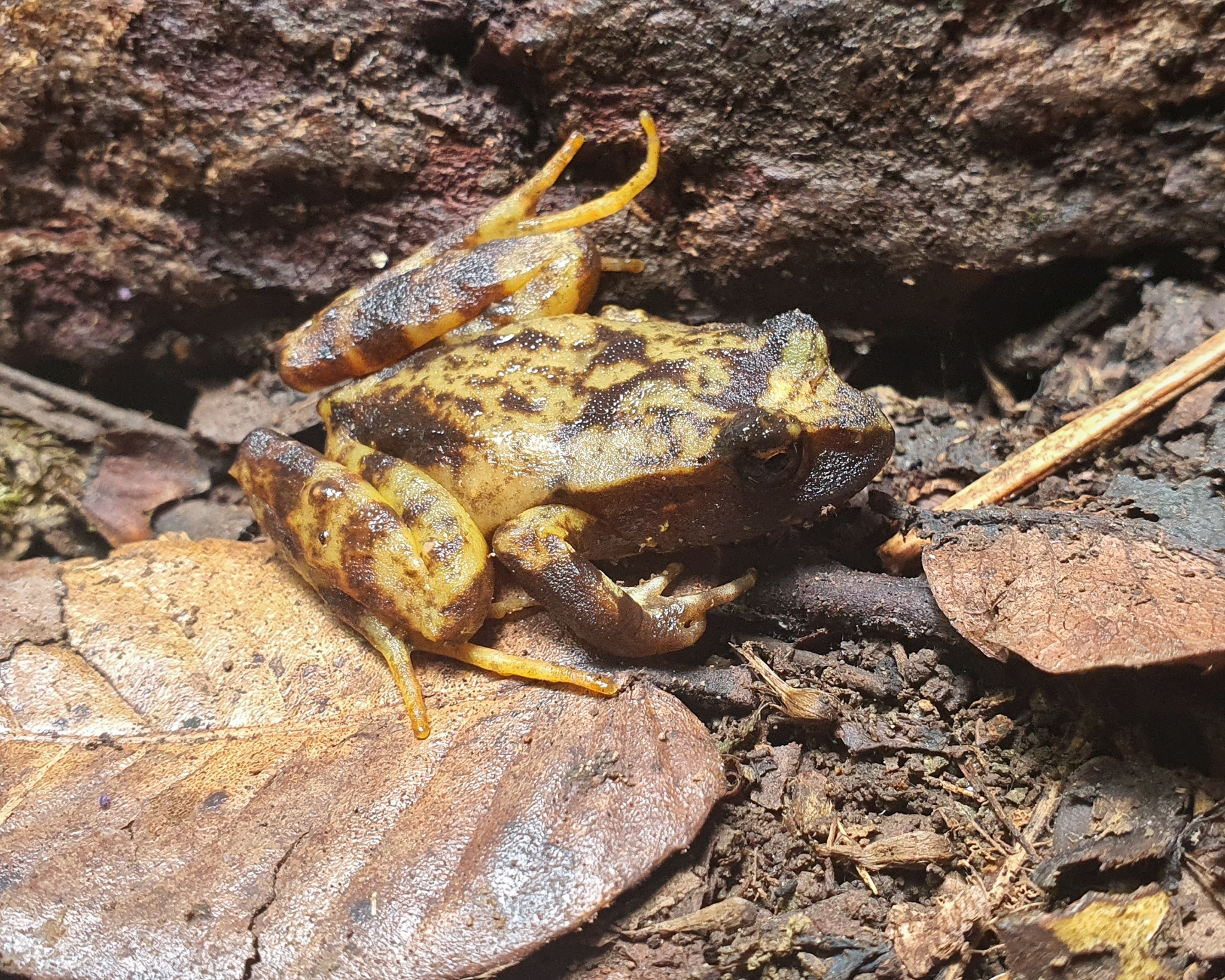 Eupsophus contulmoensis Ortiz, Ibarra-Vidal & Formas, 1989