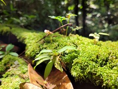 Cheiradenia cuspidata
