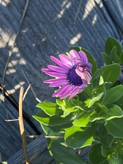 Dimorphotheca fruticosa