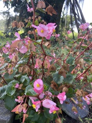 Begonia