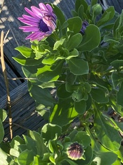 Dimorphotheca fruticosa