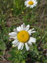 Dilophus pectoralis