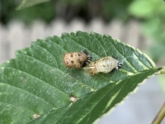 Harmonia axyridis