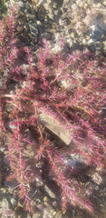 Salsola collina