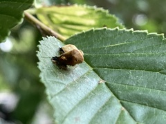 Harmonia axyridis