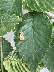 Harmonia axyridis
