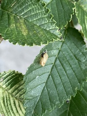 Harmonia axyridis