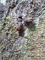 Psepholax sulcatus