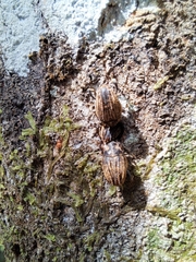 Psepholax sulcatus