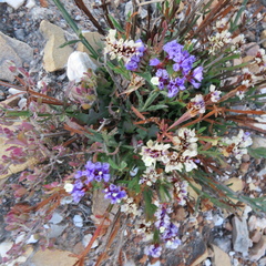 Limonium sinuatum sinuatum