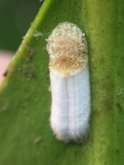 Pulvinaria camelicola
