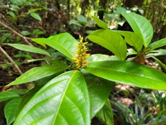 Paypayrola guianensis