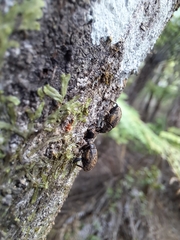 Psepholax sulcatus