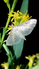 Herpetogramma bipunctalis