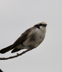 Eurocephalus ruppelli