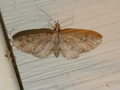 Eupithecia unicolor