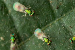 Chrysocharis