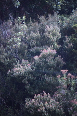 Comarostaphylis arbutoides