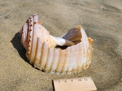Tonna tankervillii