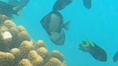 Dascyllus reticulatus