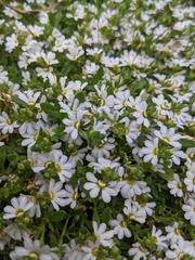 Scaevola hookeri