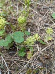 Hydrocotyle laxiflora