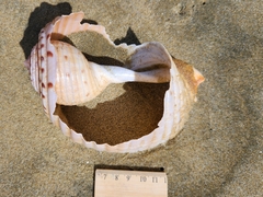 Tonna tankervillii