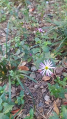 Asteraceae