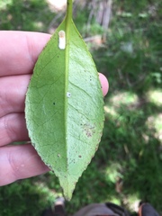 Pulvinaria camelicola