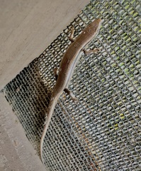 Marisora brachypoda