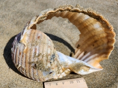 Tonna tankervillii