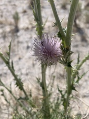 Cirsium mohavense