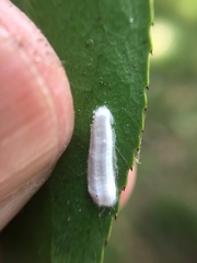 Pulvinaria camelicola